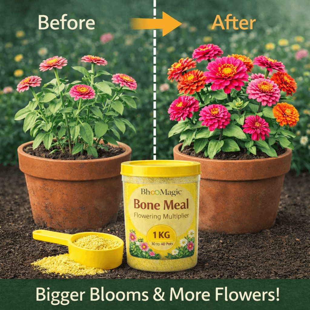 Before and after flowering results using BhooMagic bone meal fertilizer showing bigger blooms and healthier plants